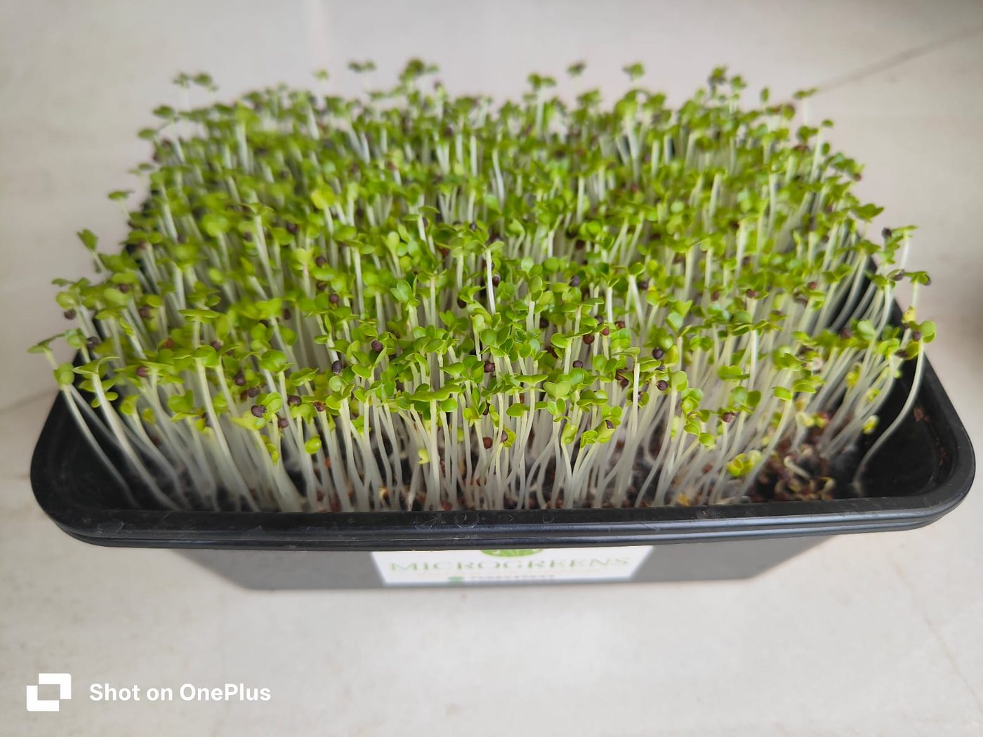 Mustard Microgreens — Buy Microgreens Online Pune | SAGreens