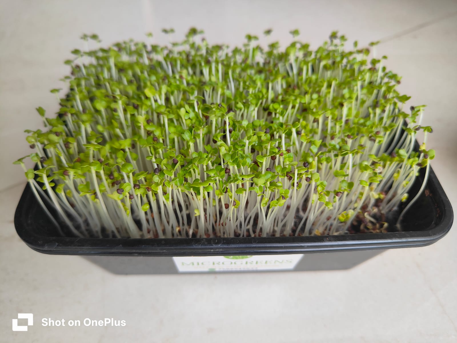 Mustard microgreens growing in a black tray – fresh rai microgreens grown at home in Mumbai, ready to harvest in 6–8 days