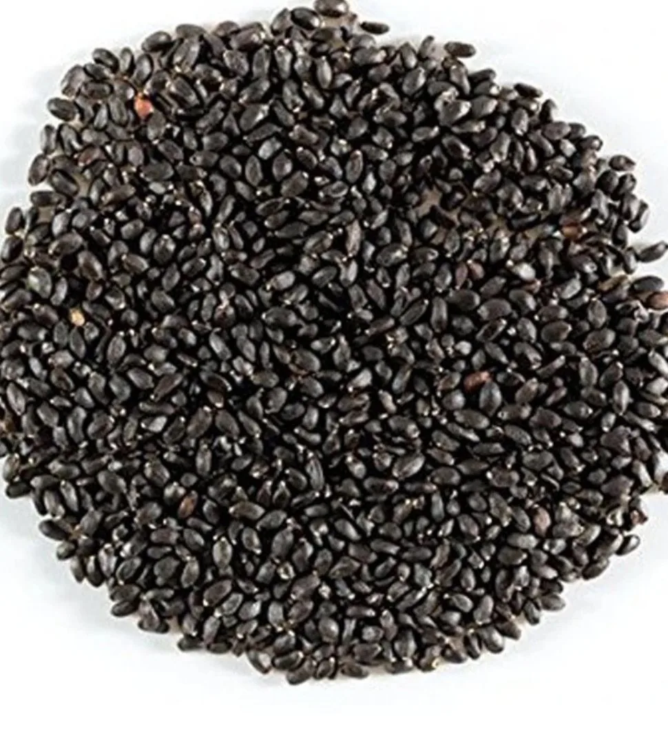 Organic Basil Seeds — Buy Microgreens Online Pune | SAGreens