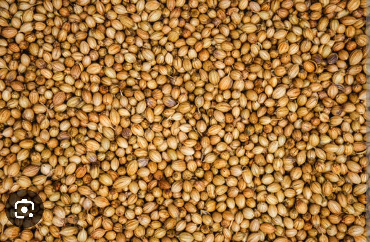 Organic Organic Coriander Seeds for microgreens - buy online Pune | SAGreens