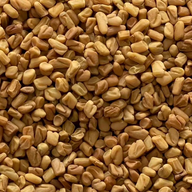 Organic Fenugreek Seeds — Buy Microgreens Online Pune | SAGreens