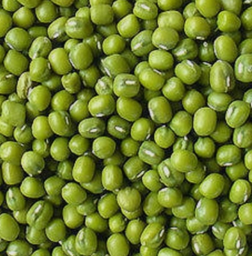 Organic Organic Green Gram Seeds for microgreens - buy online Pune | SAGreens