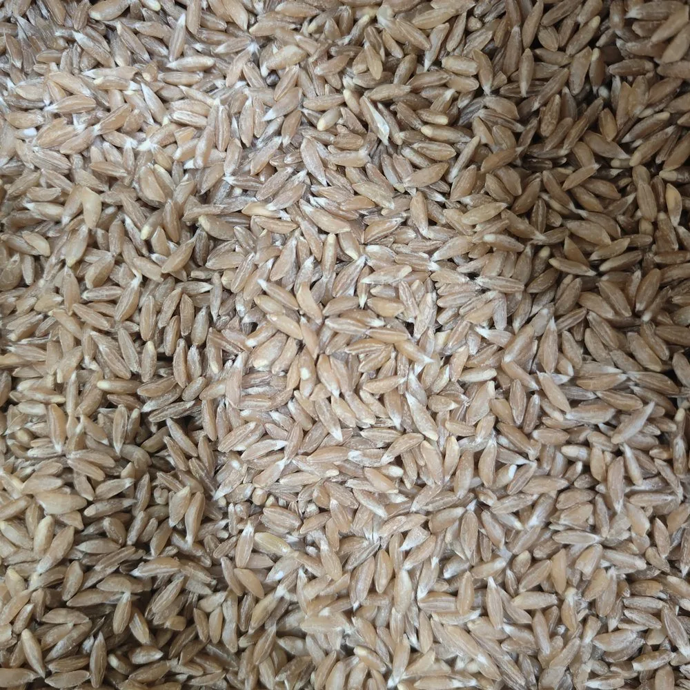 Organic Khapli Wheat Seeds (Emmer Wheat / खपली गेहूं) — Buy Microgreens Online Pune | SAGreens