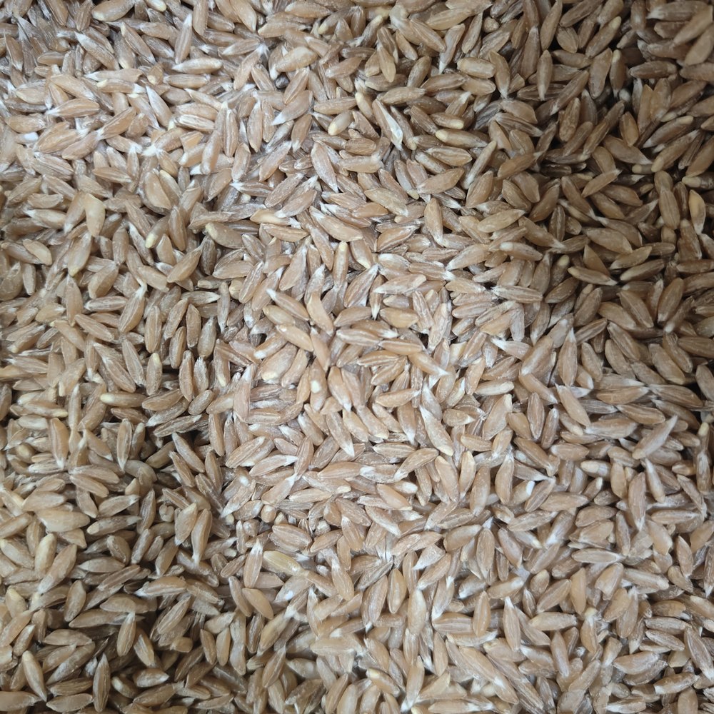 Organic Khapli Wheat Seeds (Emmer Wheat / खपली गेहूं) — Buy Microgreens Online Pune | SAGreens