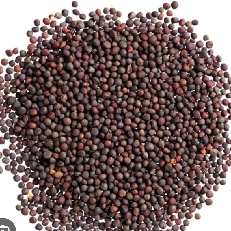 Organic Organic Kohlrabi Seeds for microgreens - buy online Pune | SAGreens