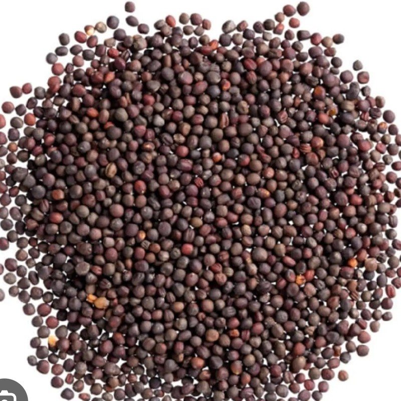 Organic Kohlrabi Seeds — Buy Microgreens Online Pune | SAGreens