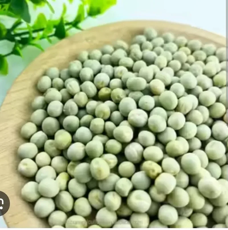 Organic Pea Shoot Seeds — organic microgreen seeds from SAGreens
