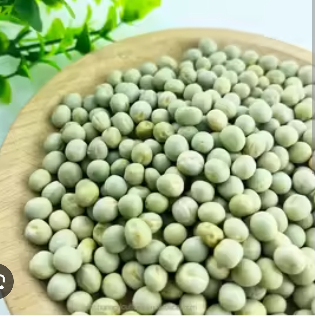 Organic Organic Pea Shoot Seeds for microgreens - buy online Pune | SAGreens