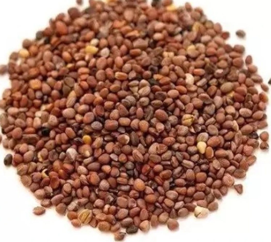 Organic Purple Sango Radish Seeds — Buy Microgreens Online Pune | SAGreens