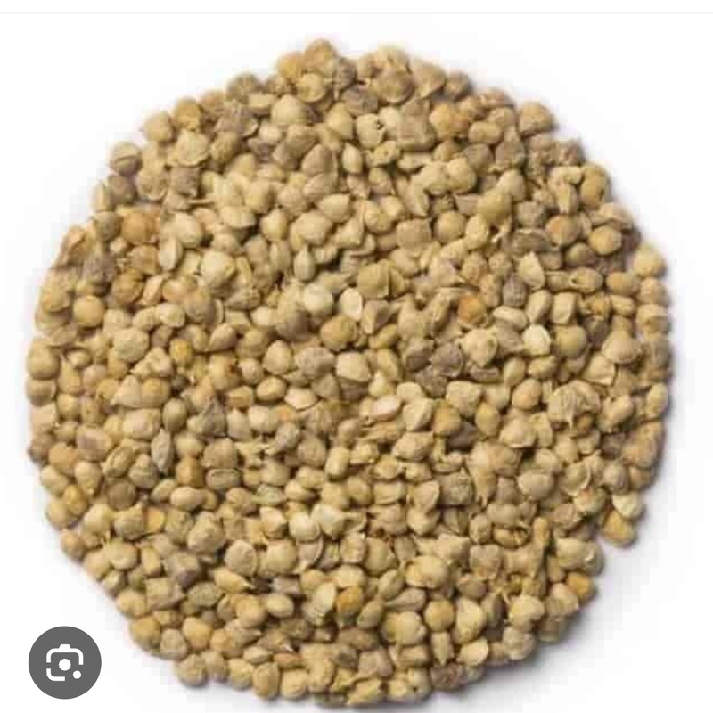 Organic Organic Spinach Seeds for microgreens - buy online Pune | SAGreens