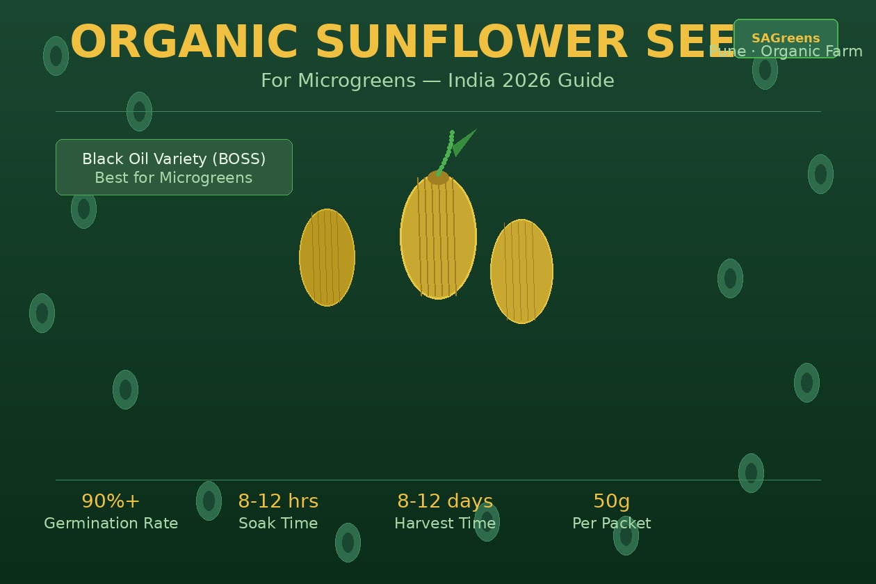 Organic sunflower seeds for microgreens India – black oil BOSS variety with 90% germination, 8-12 hour soak time, soaking chart and step-by-step growing guide by SAGreens Pune