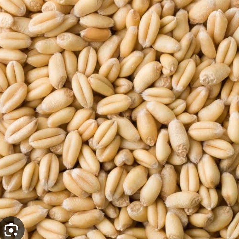 Organic Wheatgrass Seeds — Buy Microgreens Online Pune | SAGreens