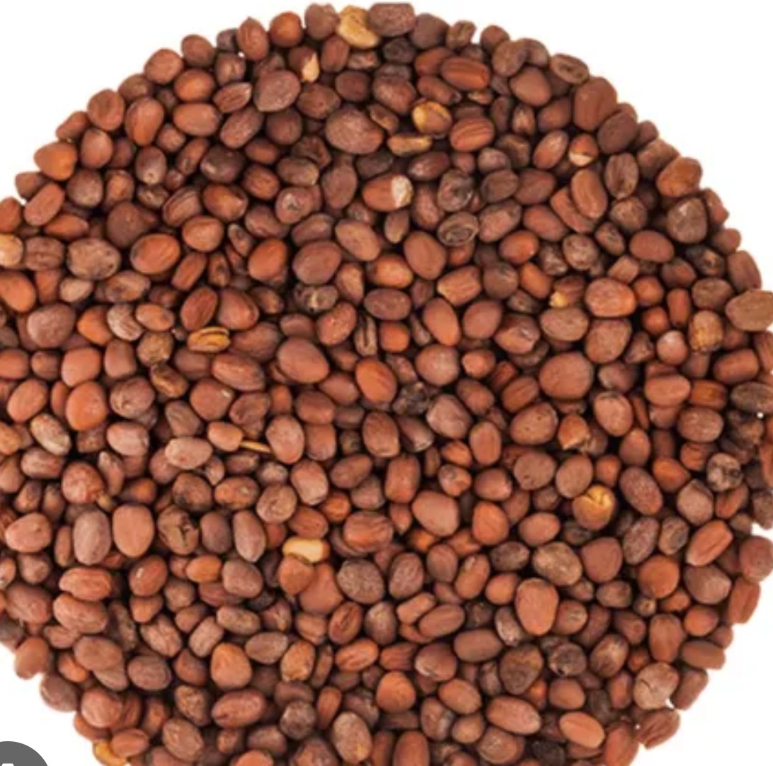 Organic Organic White Radish Seeds for microgreens - buy online Pune | SAGreens