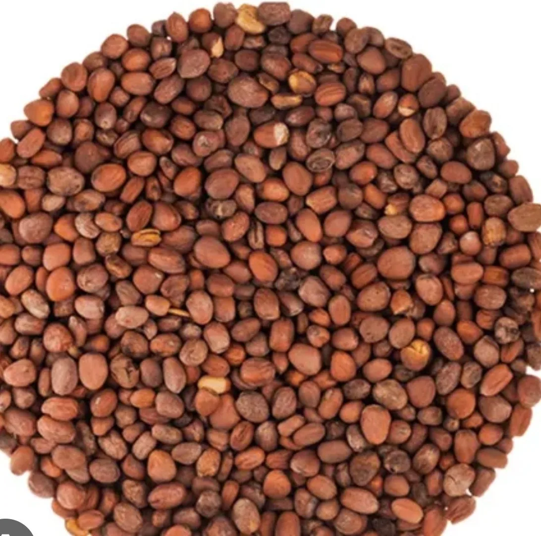 Organic White Radish Seeds — Buy Microgreens Online Pune | SAGreens