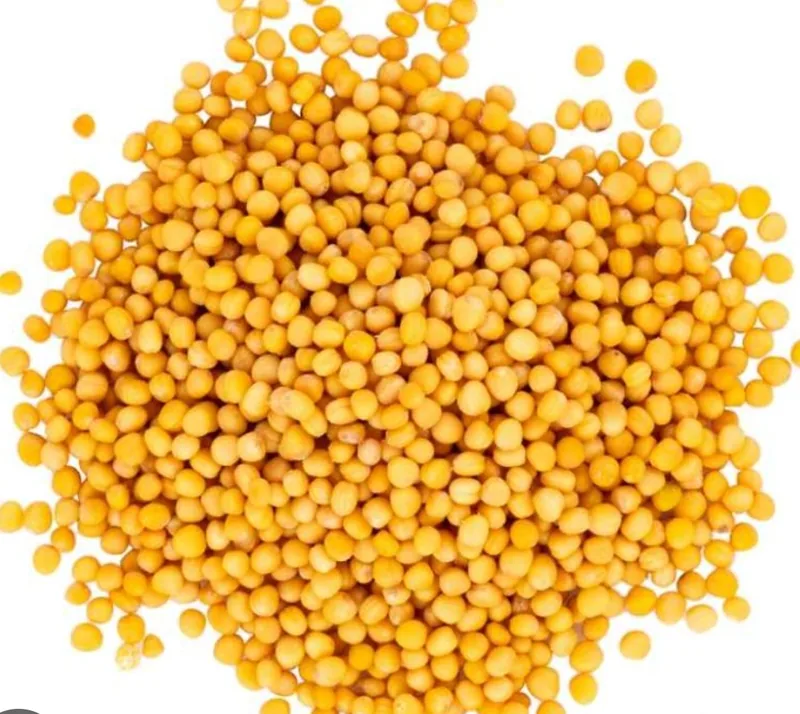Organic Yellow Mustard Seeds for microgreens - buy online Pune | SAGreens