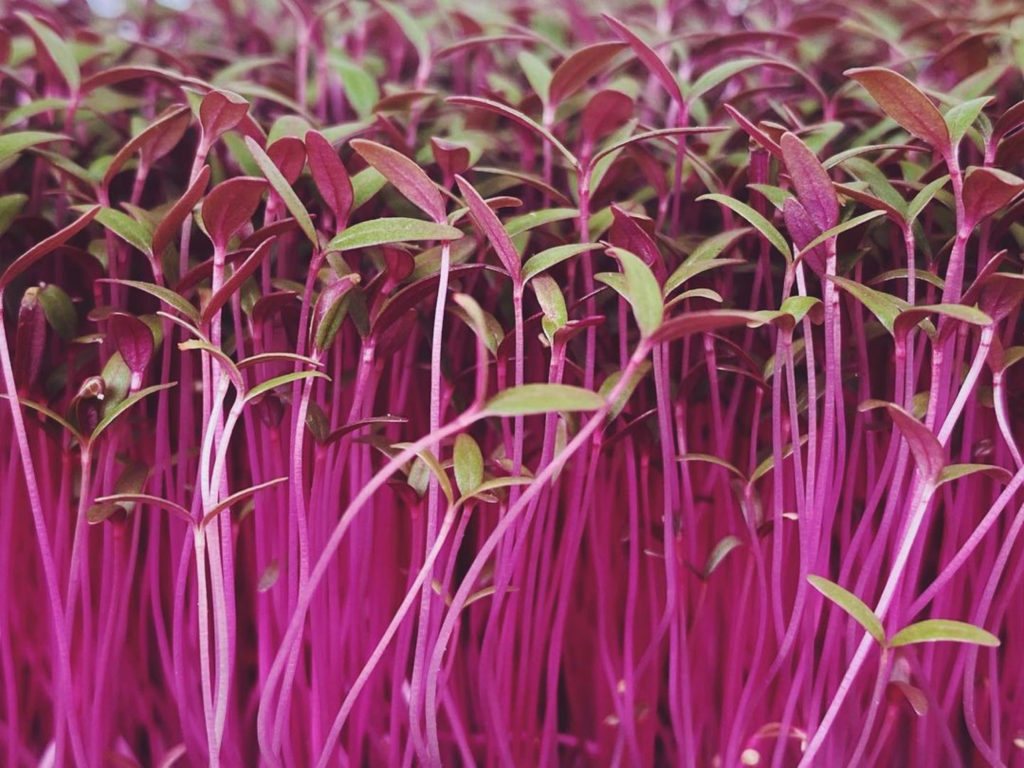 Red Amaranthus Seeds — Buy Microgreens Online Pune | SAGreens