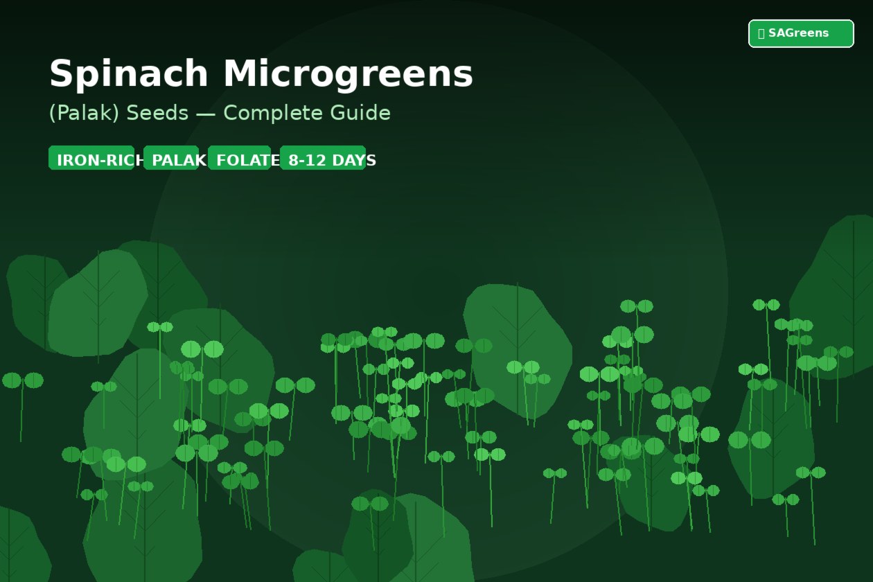 Spinach microgreens palak growing guide India – iron-rich palak baby spinach seedlings with step-by-step home growing tips, nutrition facts, and Indian kitchen recipes by SAGreens Pune