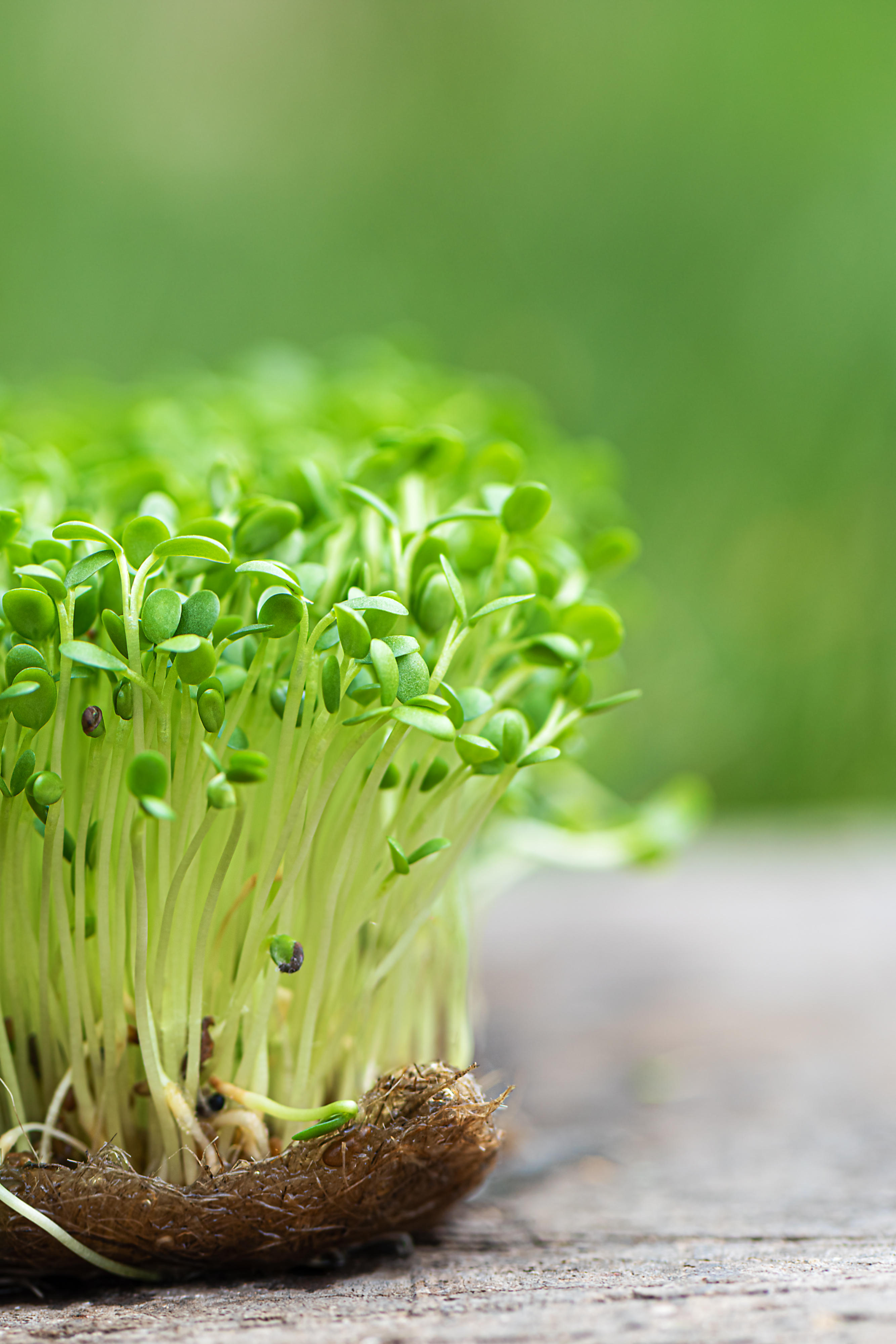 Pea Shoots