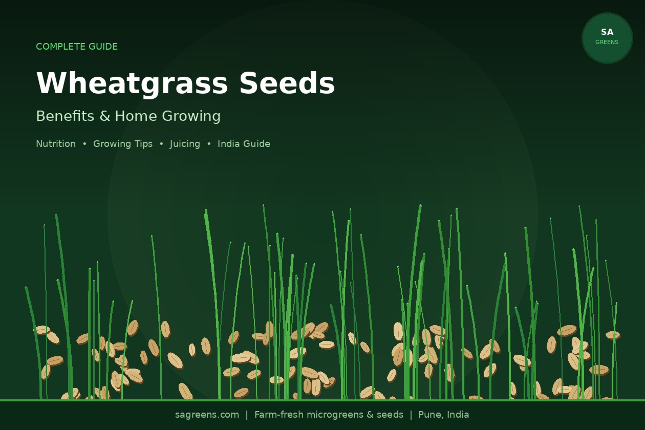 Wheatgrass seeds benefits India – chlorophyll, iron and vitamin A nutrition facts, step-by-step growing guide from organic wheat berries with soaking and harvest tips by SAGreens Pune
