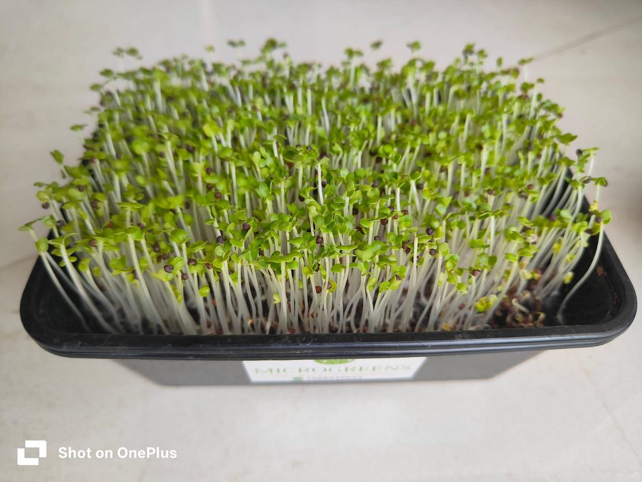 Mustard microgreens ready to harvest in a growing tray